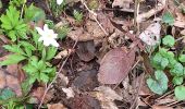 Tocht Stappen Stoumont - chevron ( promenade de la chapelle ) - Photo 2