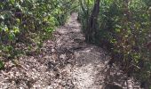 Trail Walking Le Robert - Robert / Trinité circuit du GR (SLNA)   - Photo 4