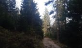 Trail Walking Le Valtin - gazon du faing . tanet . lac vert . lac du forêt . gazon du faing - Photo 12
