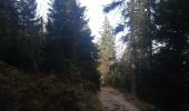 Randonnée Marche Le Valtin - gazon du faing . tanet . lac vert . lac du forêt . gazon du faing - Photo 12