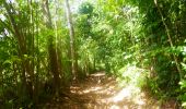 Trail Walking Sainte-Luce - Forêt de Montravail Martinique - Photo 1