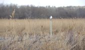 Tour Wandern Berre-l'Étang - PF-Berre-l'Etang - Saint Chamas - La Petite Camargue - Photo 9