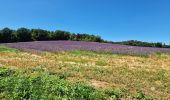 Tour Wandern Barbizon - Le tour du Grand Paris via le GR1 etape 14 Barbizon- Malesherbes - Photo 13