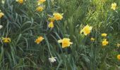 Tour Wandern Clères - 20230406-Cleres les  jonquilles  - Photo 4