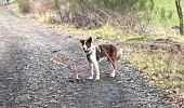 Tour Wandern Neufchâteau - Bois d’Ospau avec Nafi - Photo 5