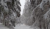 Trail Touring skiing Xonrupt-Longemer - 02-12-23 ski rando nordique chaume de Balveurche - Photo 4