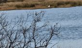 Tocht Stappen Fréjus - étangs de Villepey - Photo 20