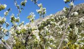 Trail Walking Caussols - CAUSSOLS-Les plateaux de Calern et de Caussols-MBO - Photo 4