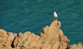 Randonnée Marche Ramatuelle - Bonne Terrasse - Cap Camarat - Plage de l'Escalet - Pointe de la Douane - Cap Lardier - Pointe de Brouis - Plage de Gigaro - Photo 14