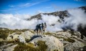 Trail Walking Zicavo - Mont INCUDINE - Photo 3