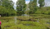 Trail Walking Milly-la-Forêt - Coquibus - Photo 2