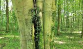 Trail On foot Hesperange - Fleche Bleu Itzig - Photo 2