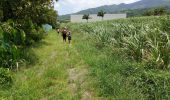 Trail Walking Saint-Pierre - Boucle CDST - Distillerie Depaz - Photo 2