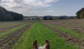 Trail Horseback riding Lichtenberg - 2019-10-13 Rando CVA Lichtenberg vers Weiterswiller - Photo 4