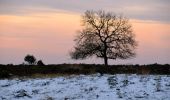 Tour Zu Fuß Arnheim - Deelerwoud - Groen - Photo 2