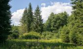 Tour Zu Fuß Willebadessen - Rundwanderweg 