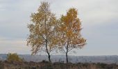 Tocht Te voet Bispingen - Rundwanderweg Oberhaverbeck O1 - Photo 3