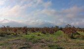 Tour Wandern Leucate - plateau de leucat sud-est sans grand route  - Photo 2