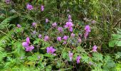 Trail Walking Santana - Levada  - Photo 4