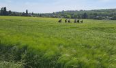 Trail Walking La Ferté-Alais - T-Misery - Photo 5