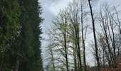 Trail Walking Baelen - Hestreux - La vallée de la Soor - Photo 10