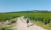 Trail Walking Blancs-Coteaux - Vertus du 25-06-2023 - Photo 1
