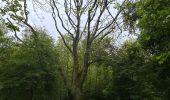 Trail Walking Étaples - Étaples - La forestière  - Photo 2