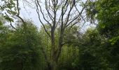 Trail Walking Étaples - Étaples - La forestière  - Photo 2