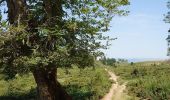 Trail Walking Zicavo - rando Corse (GR20)  - Photo 10