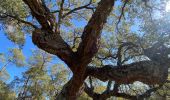 Randonnée Marche Le Muy - Les trois croix  Roquebrune - Photo 5