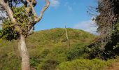 Tour Wandern Capesterre-de-Marie-Galante - Marie Galante- Les hauts de Capesterre  - Photo 4