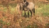 Excursión Bici eléctrica Maaseik - Van Opoeteren naar Maaseik en terug - Photo 7