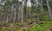 Tocht Stappen Grendelbruch - Tour du petit Rosskopf & piton du Falkenstein - Photo 10