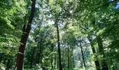 Trail Walking Braine-le-Comte - Bois et Sablière  - Photo 8
