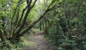 Trail Walking Logonna-Daoulas - Circuit de l'anse de Pen Foul. Logona. 06/07/20 - Photo 5