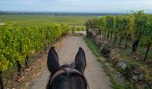 Excursión Caballo Labaroche - Labaroche - kaysesberg - Photo 4