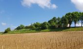 Trail Walking Bayon-sur-Gironde - Bayon ses vignes et la Gironde  - Photo 5