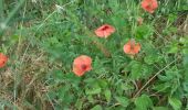 Trail Walking Lodève - Lodève - La Solitude - Les Grasseries - Photo 19