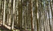 Trail Walking Muhlbach-sur-Bruche - Les chaumes de Grendelbruch - Photo 3