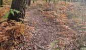 Tocht Stappen Vendôme - Promenade dans la forêt de Vendôme  - Photo 6