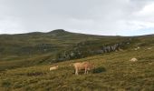 Percorso Marcia Paulhac - plomb du Cantal depuis Prat de bouc - Photo 2