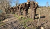 Tocht Stappen Nijvel - BE-Nivelles - Promenade des Tchambourées (courte) - Photo 11