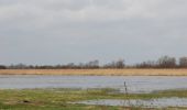 Tocht Te voet Hüde - Dümmer-Rundweg - Photo 1