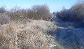Trail Walking Vielsalm - entre Fraiture et le plateau des Tailles - Photo 14