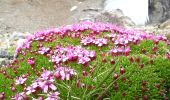 Trail On foot Stilfs - Stelvio - IT-11 - Photo 5