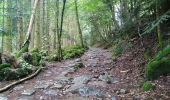 Trail Walking Rimbach-près-Masevaux - Haute Bers - Photo 4