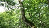 Randonnée Marche Le Gâvre - 7.8.2019 Forêt du Gavre - Photo 5