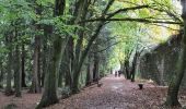 Randonnée A pied The Municipal District of Castlecomer - Walled Garden Loop - Photo 6