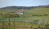 Tour Wandern Mittelweier - Mittelwihr - Beblenheim - Zellenberg - Hunawihr  - Riquewihr -  Nécropole de Sigolsheim - Photo 14