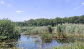 Tocht Stappen Genk - Promenade vers la piste dans l'eau, dans le magnifique domaine de Bokrijk  - Photo 13